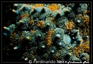 Detail of a starfish (Marthasterias glacialis). by Ferdinando Meli 